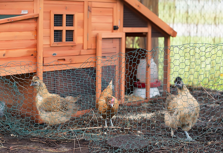 Roseville Kinderberry Hill Chickens